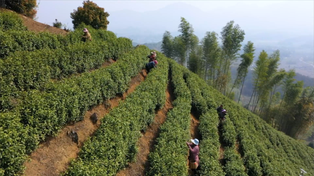 ?安徽旌德：高山春茶采收忙